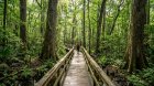 Ultimate Congaree National Park: Explore South Carolina's Old-Growth Forest 2026